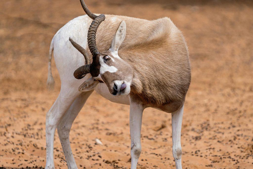 10 Fascinating Animals You Can Spot During a Sahara Desert Tour in Morocco